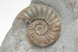 Fossil Jurassic Ammonite (Asteroceras) Cluster - Dorset, England #206501-1